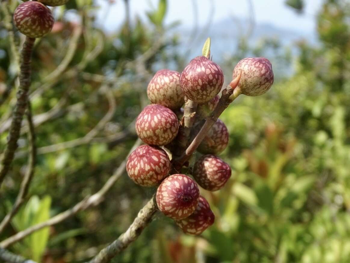 Image of Ficus variolosa Lindl. ex Benth.