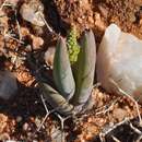 Image of Bulbine sedifolia Schltr. ex Poelln.