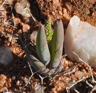 Image of Bulbine sedifolia Schltr. ex Poelln.