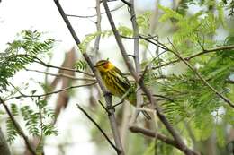 Image of Cape May Warbler