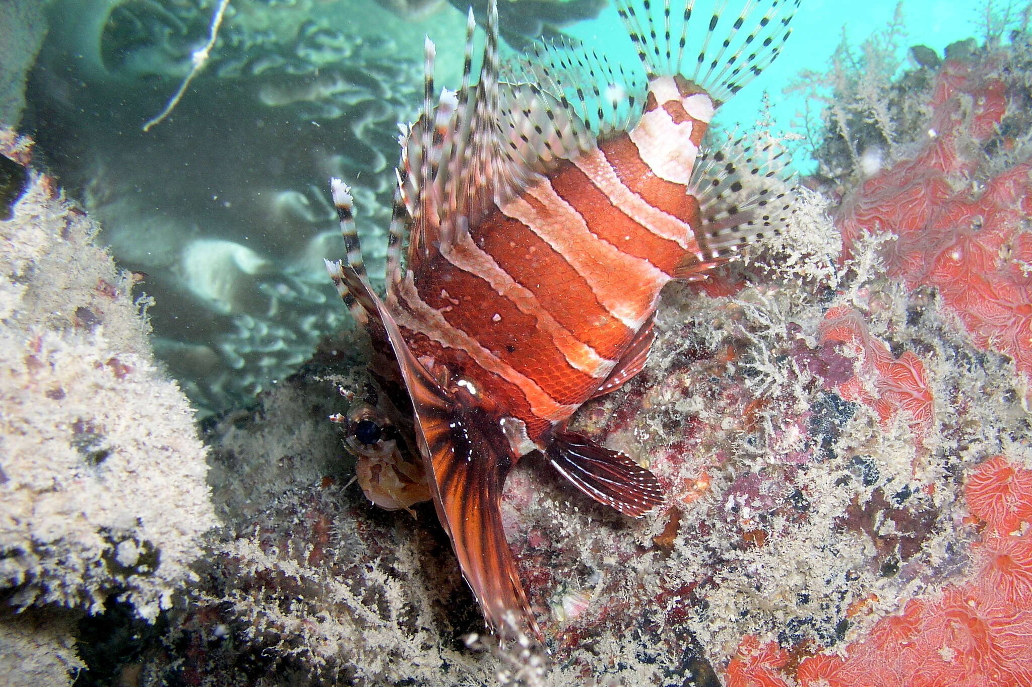 Dendrochirus zebra (Cuvier 1829) resmi