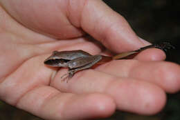 Image of Tilaran Robber Frog