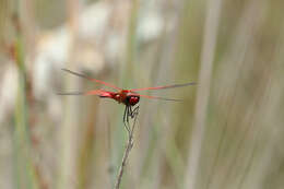 Imagem de Tramea eurybia Selys 1878