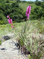 Imagem de Watsonia densiflora Baker