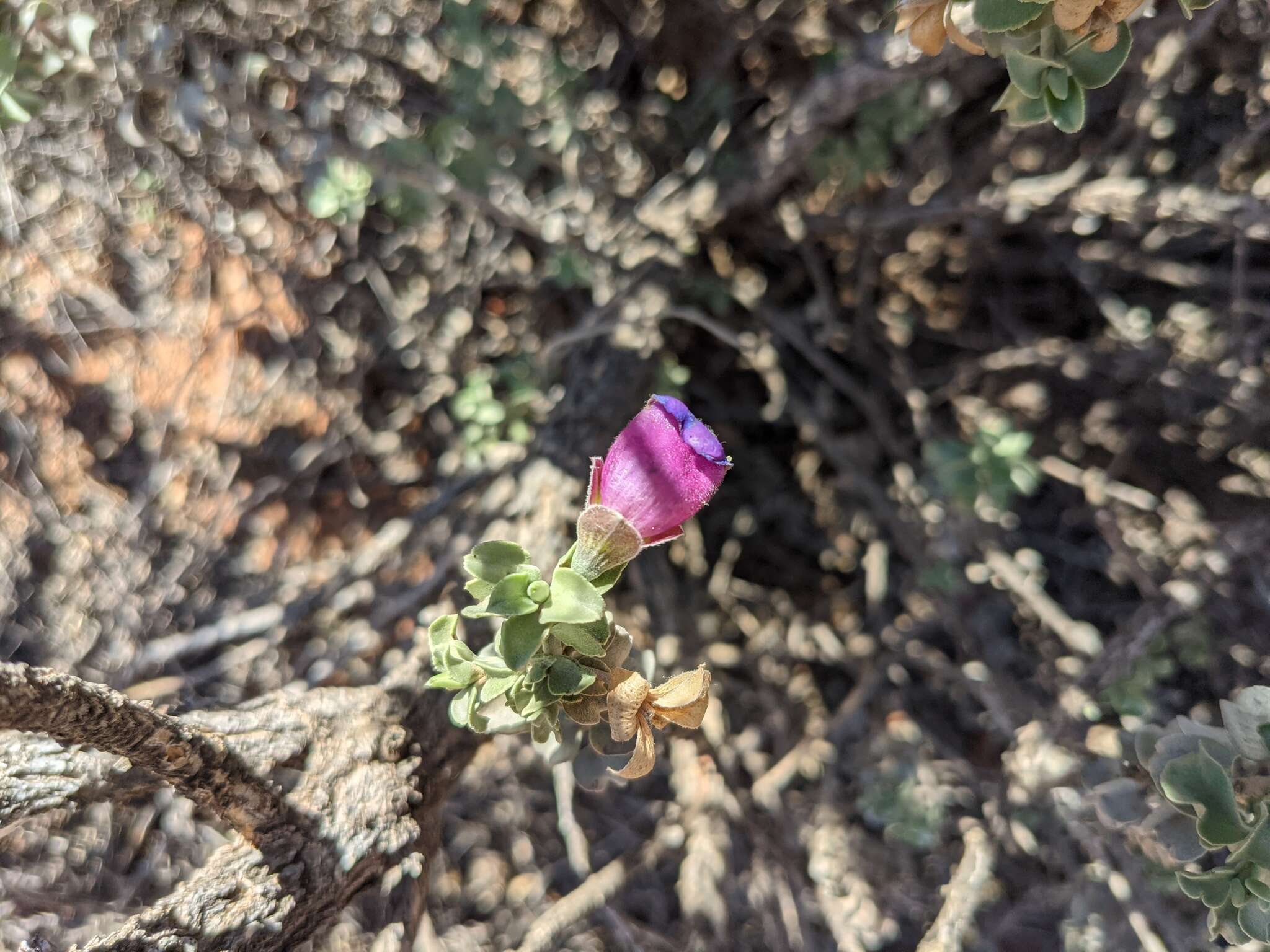 Imagem de Eremophila rotundifolia F. Muell.