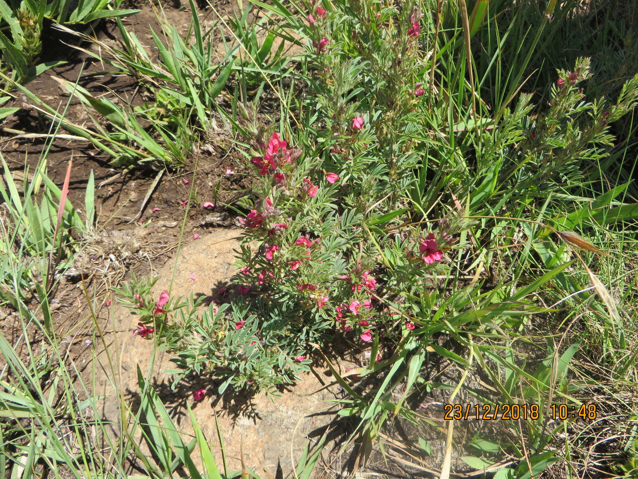 Image of Indigofera rubroglandulosa Germish.