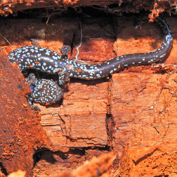 Image of Oregon Slender Salamander