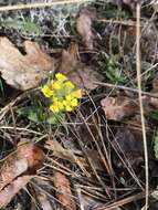 Image de Alyssum montanum subsp. gmelinii (Jord. & Fourr.) Hegi & E. Schmid