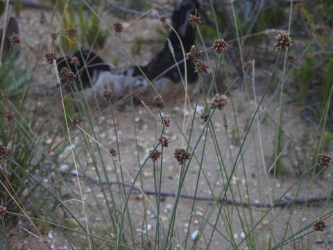 Image of Ficinia ecklonea (Steud.) Nees