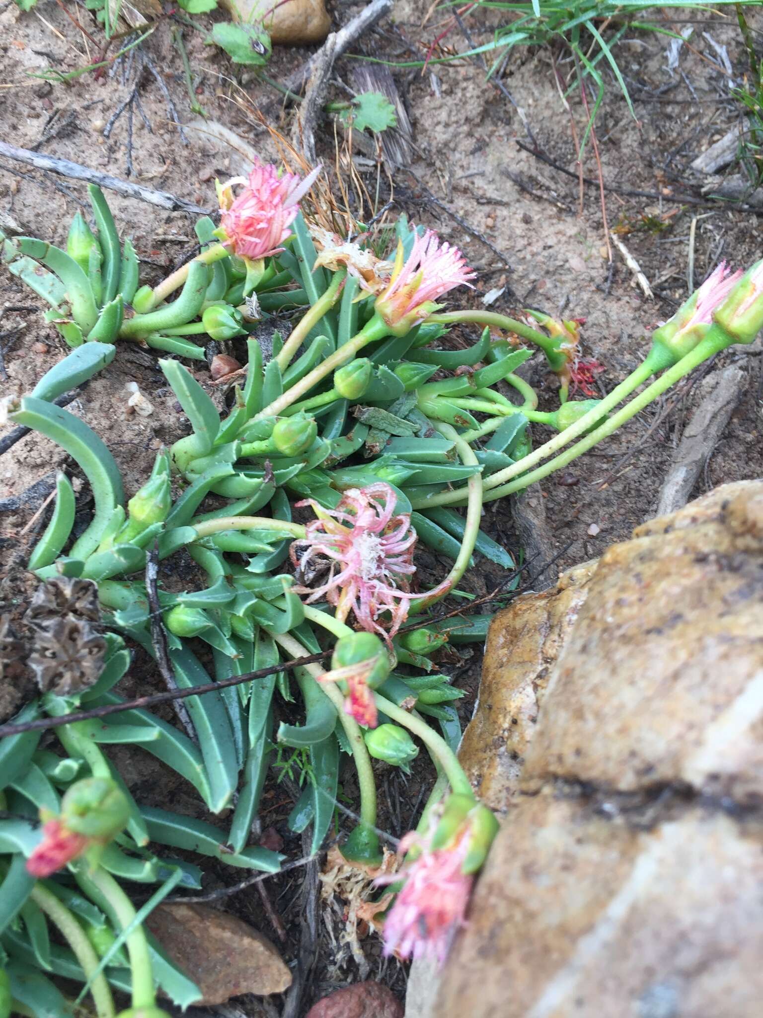 Acrodon bellidiflorus (L.) N. E. Br. resmi