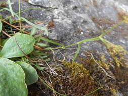 Image de Heliosperma pusillum (Waldst. & Kit.) Rchb.