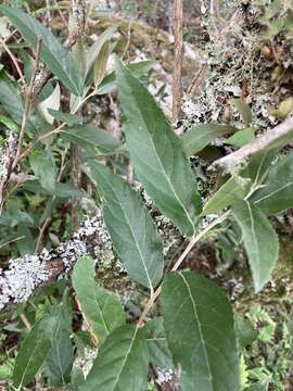 صورة Moquiniastrum polymorphum subsp. ceanothifolium (Less.) G. Sancho