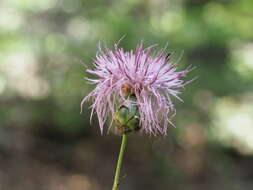 Image of Rhaponticoides amplifolia (Boiss. & Heldr.) M. V. Agab. & Greuter