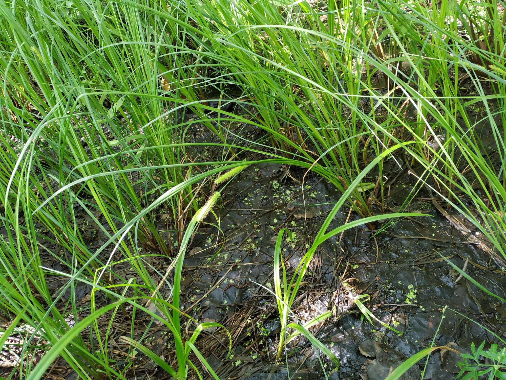 Image of beaked sedge