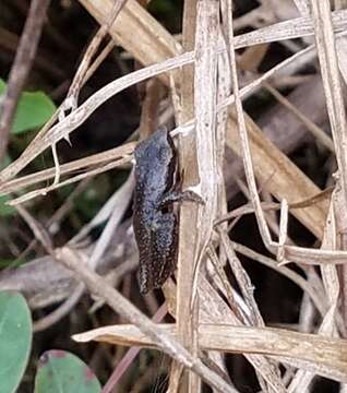 Image of Black-spotted Tree Frog