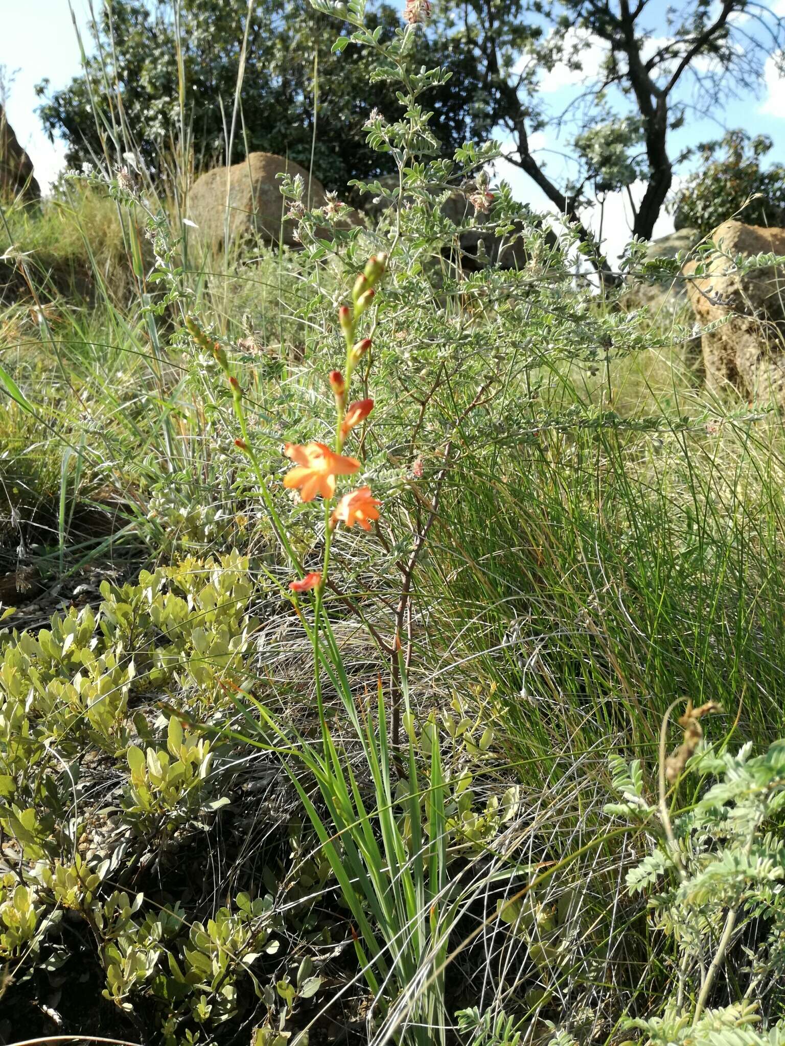 Image of Tritonia nelsonii Baker