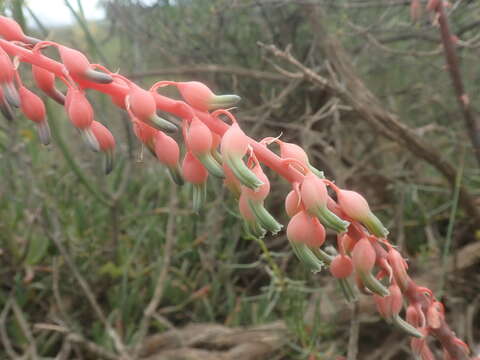 Image of Gasteria disticha var. disticha