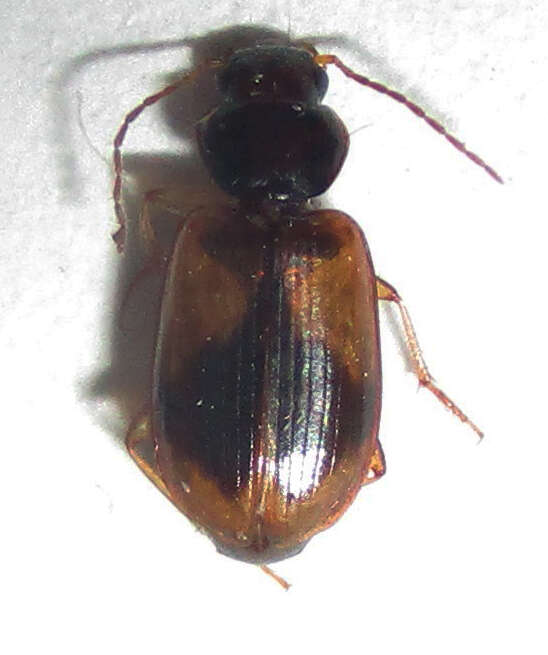 Слика од Amblystomus amabilis (Boheman 1848)