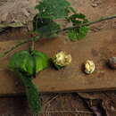 Sivun Plukenetia conophora Müll. Arg. kuva