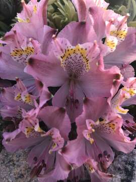 Image of Alstroemeria hookeri Sweet