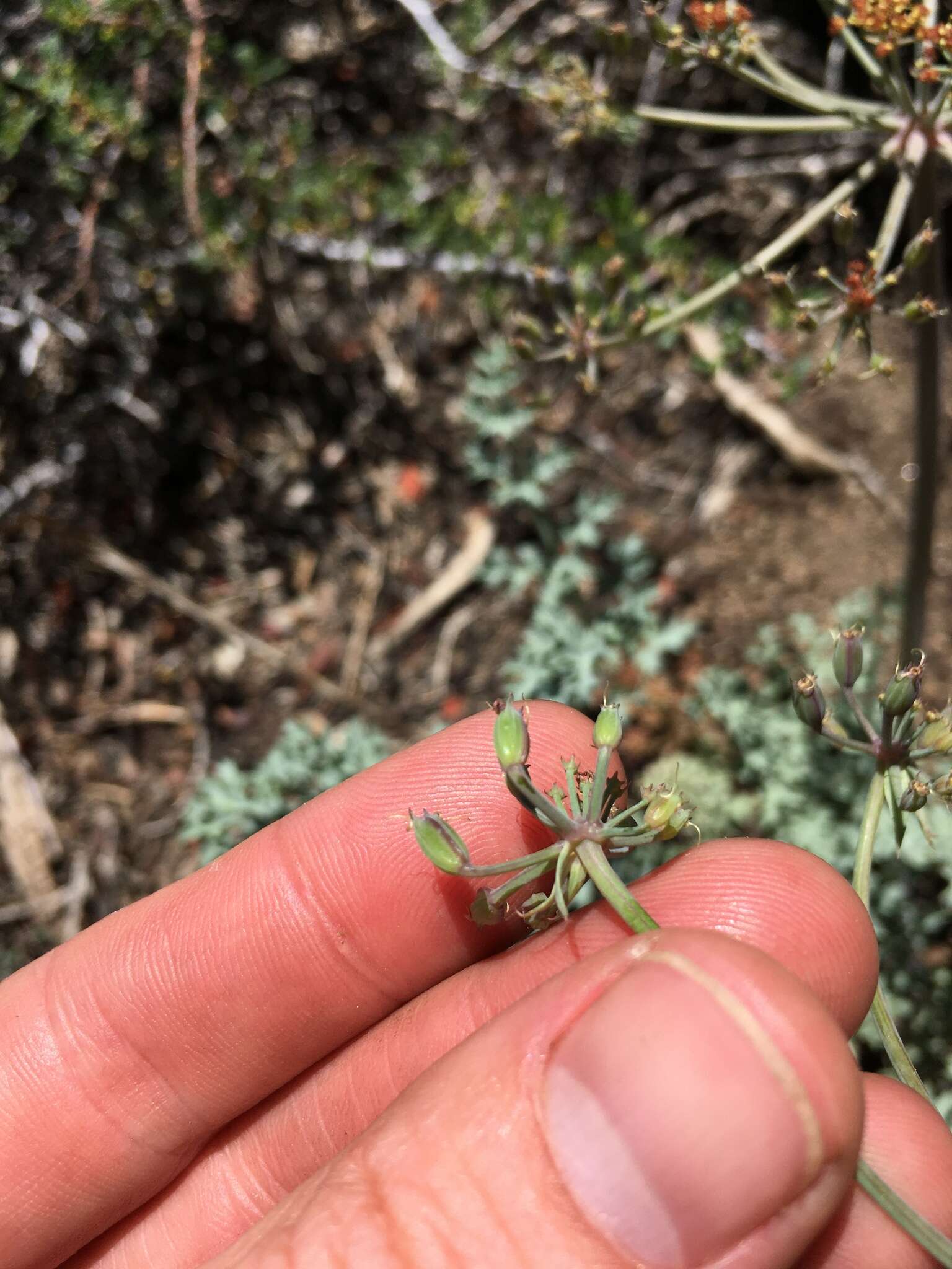 Imagem de Lomatium rigidum (M. E. Jones) Jepson