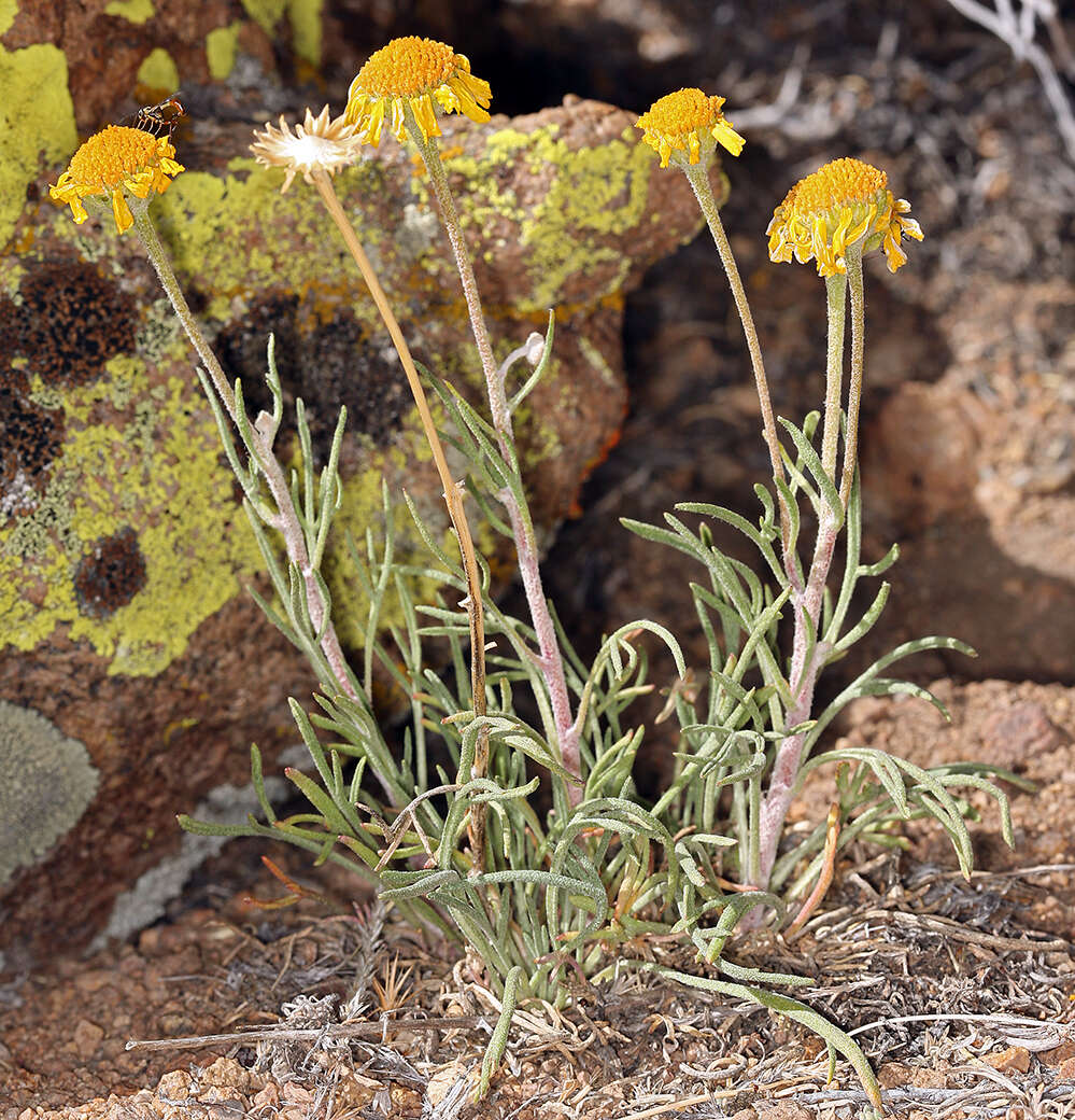 Image of Cooper's rubberweed