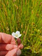 Image de Epilobium insulare Hausskn.