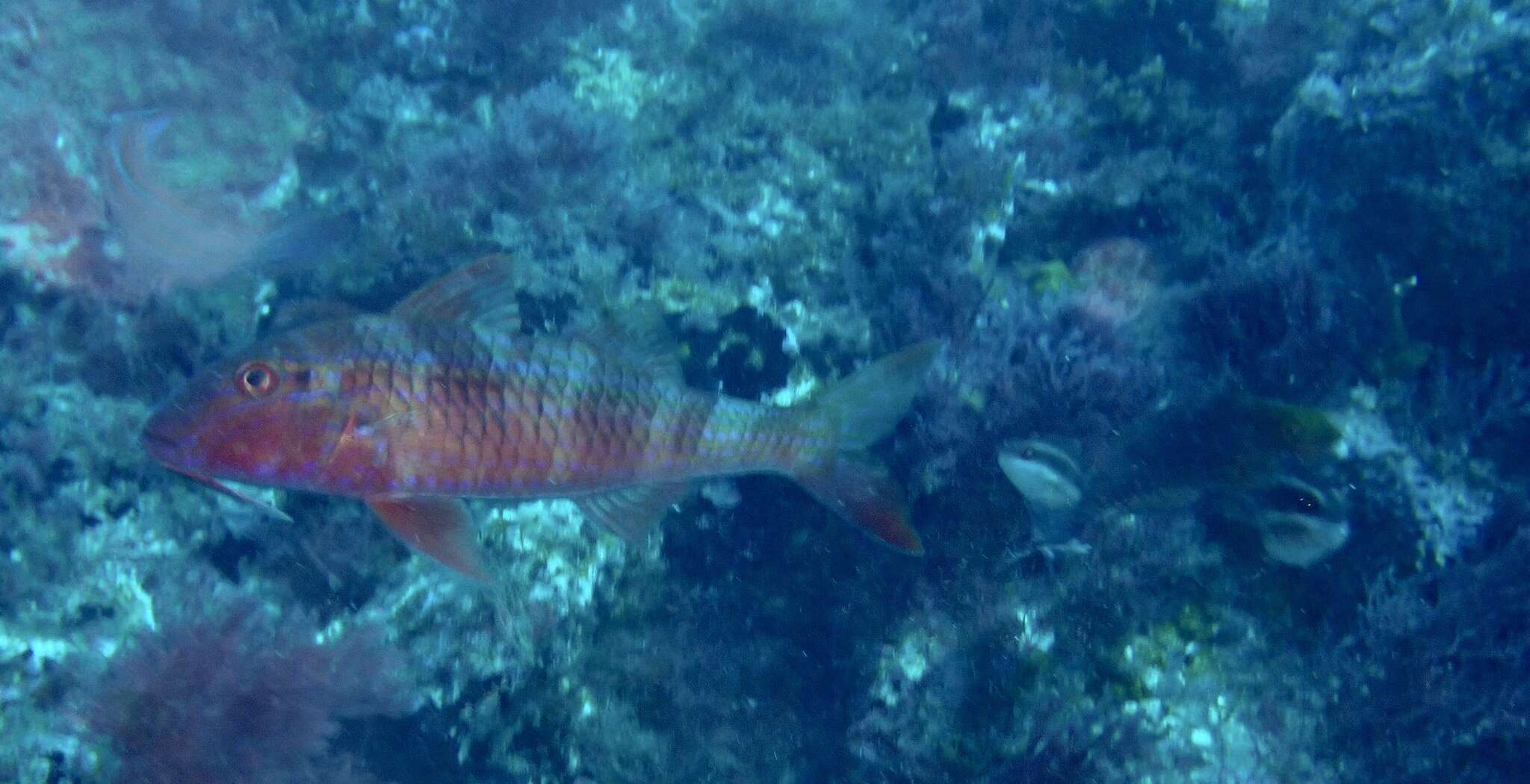 Image of West African Goatfish