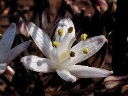 Image of Fusifilum depressum (Baker) U. Müll.-Doblies, J. S. Tang & D. Müll.-Doblies