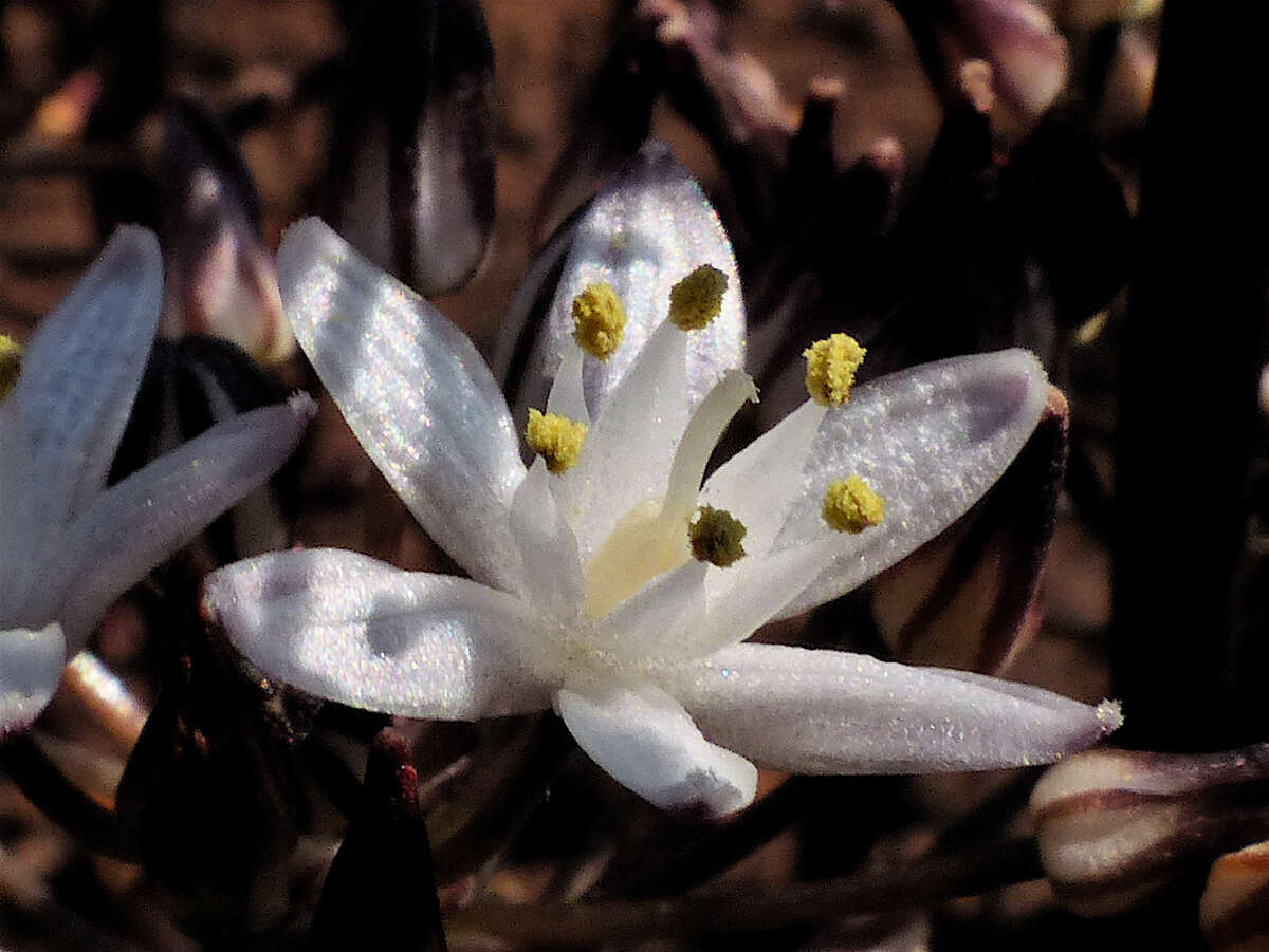 Image de Fusifilum depressum (Baker) U. Müll.-Doblies, J. S. Tang & D. Müll.-Doblies