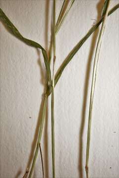 Imagem de Muhlenbergia sylvatica Torr.