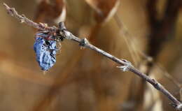 Image of deepblue honeysuckle
