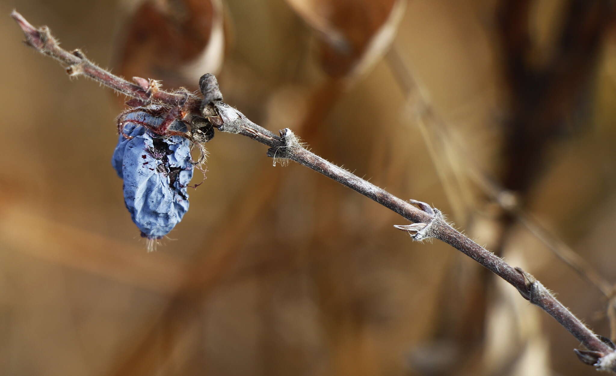 Image of deepblue honeysuckle