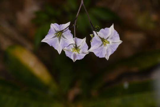 Image of Solanum longiconicum Bitter