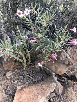 Image of Pachypodium bispinosum (L. fil.) A. DC.