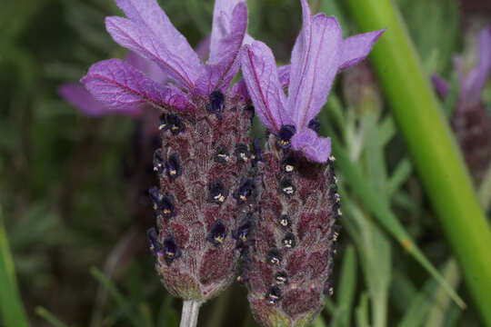 Image of Lavandula pedunculata subsp. sampaiana (Rozeira) Franco