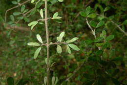 صورة Coprosma dumosa (Cheeseman) G. T. Jane