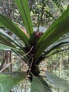 Image of Agrostistachys borneensis Becc.