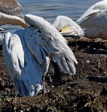 Image of Dalmatian Pelican