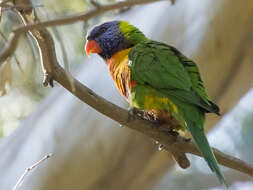 Image of Rainbow Lorikeet