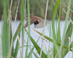 Imagem de Acrocephalus gracilirostris gracilirostris (Hartlaub 1864)