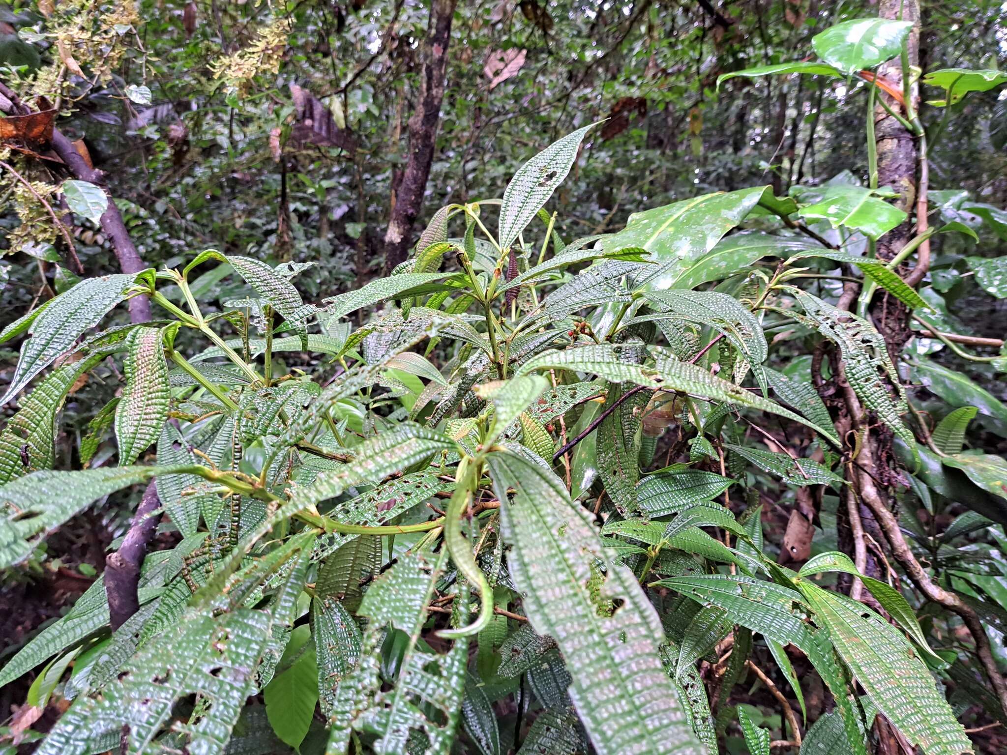 Image of Miconia triplinervis Ruiz & Pav.