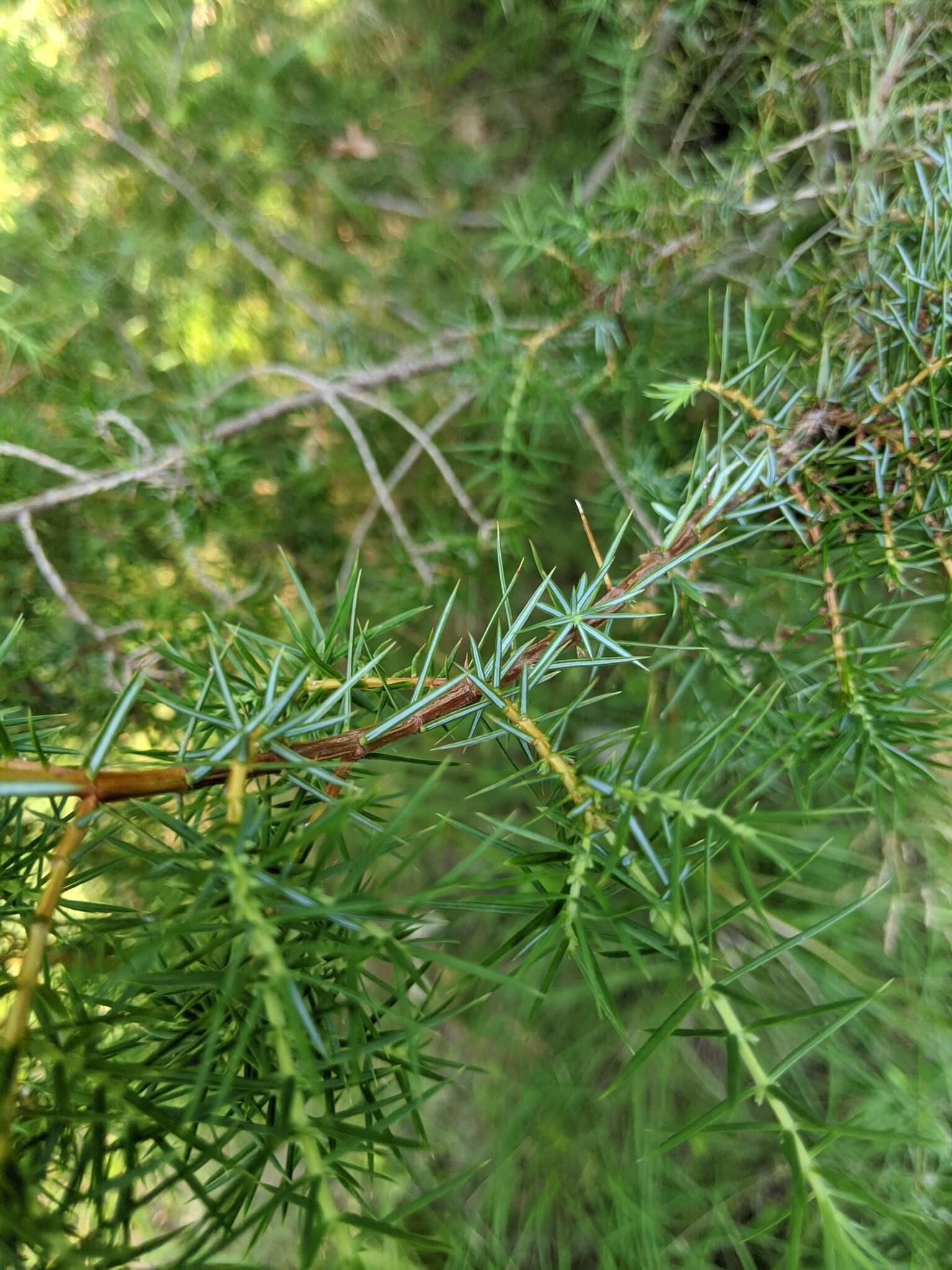 Plancia ëd Juniperus communis var. communis