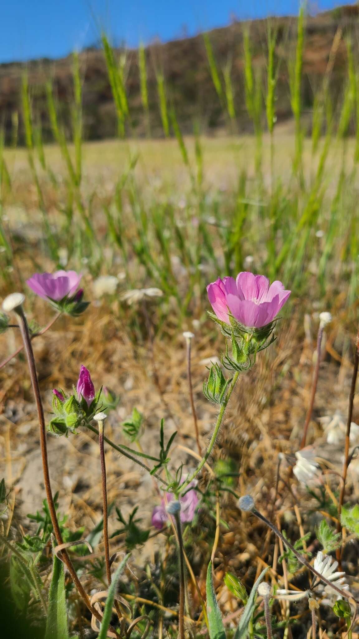 Image of fringed checkerbloom