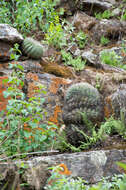 Echinopsis mamillosa Gürke resmi