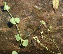 Drymaria cordata subsp. diandra (Bl.) J. A. Duke resmi