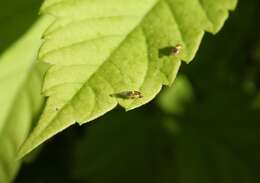 Image of Chloropid fly