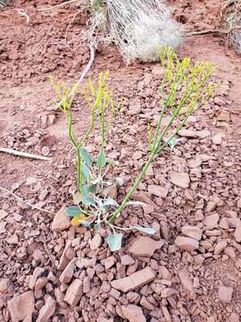 Image of Thompson's buckwheat