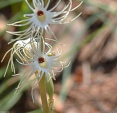 Image of Tassel orchid