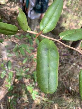 Image de Diospyros compacta (R. Br.) Kosterm.